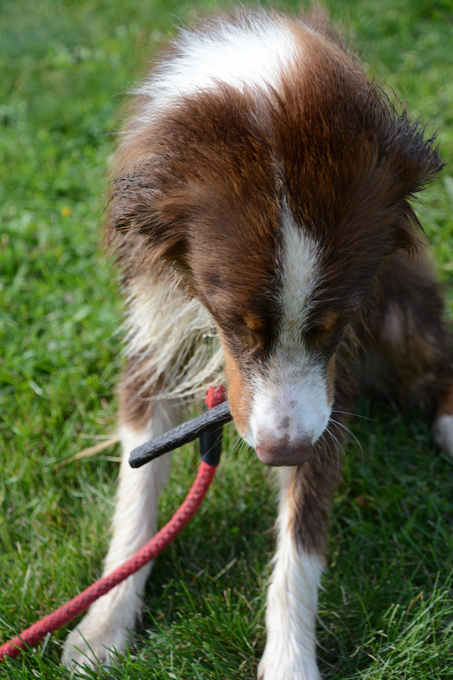 Beef Liver Logs Treats for Cats and Dogs