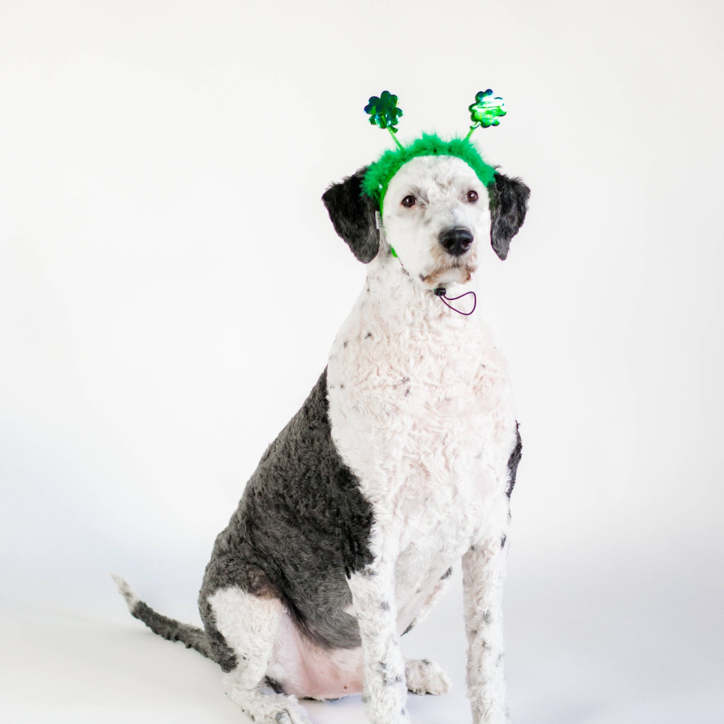 St. Patrick's Day Shamrock Dog Headband