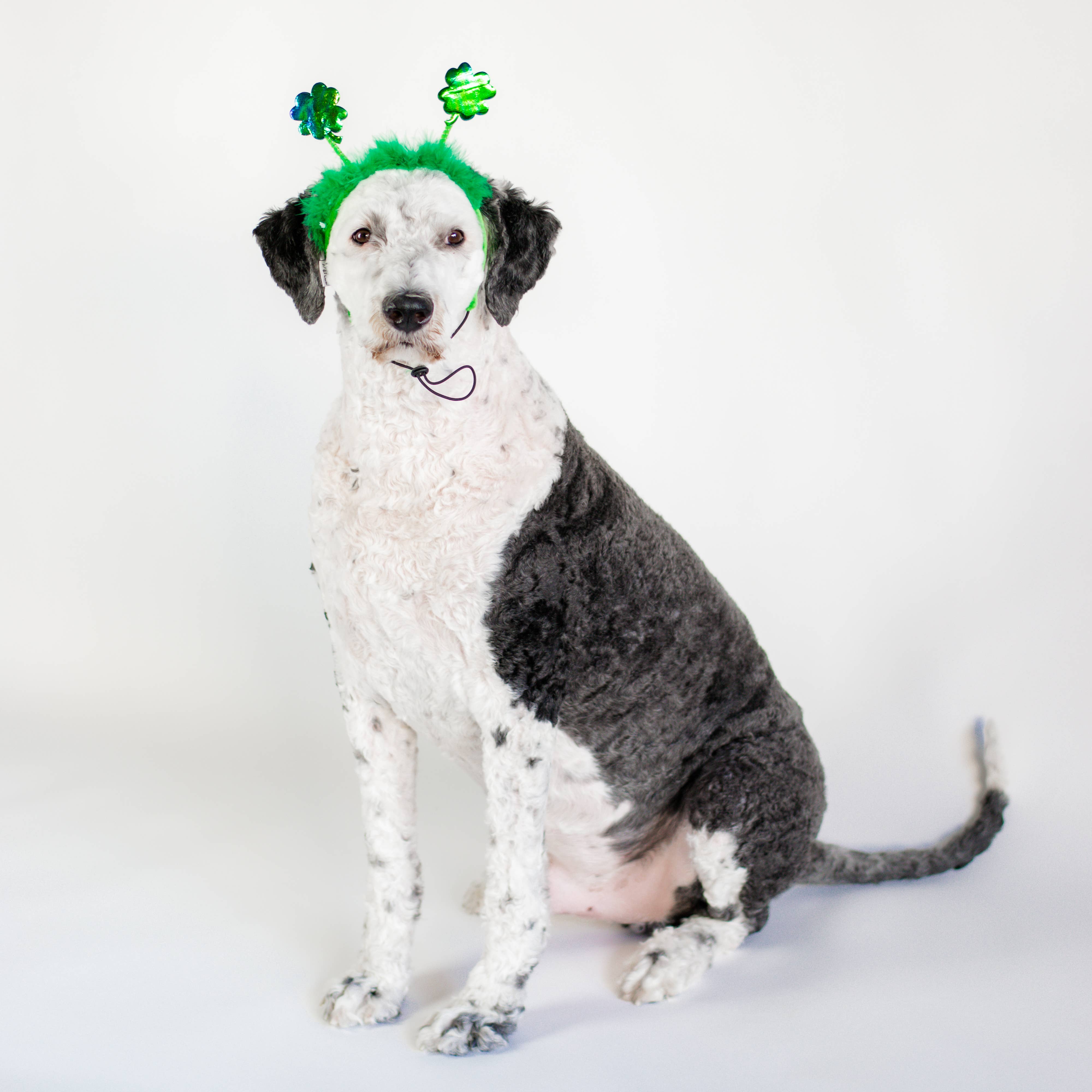 St. Patrick s Day Shamrock Dog Headband Whinnie s Barkery