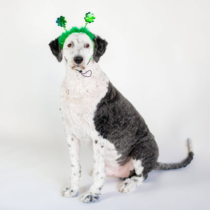 St. Patrick's Day Shamrock Dog Headband