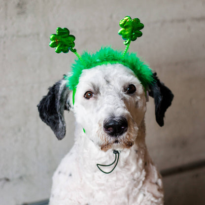 St. Patrick's Day Shamrock Dog Headband