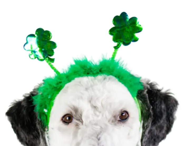 St. Patrick's Day Shamrock Dog Headband