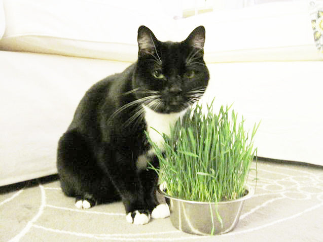 Grow your own Cat Grass in Pet Bowl!