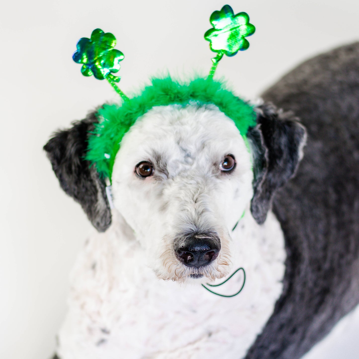 St. Patrick's Day Shamrock Dog Headband