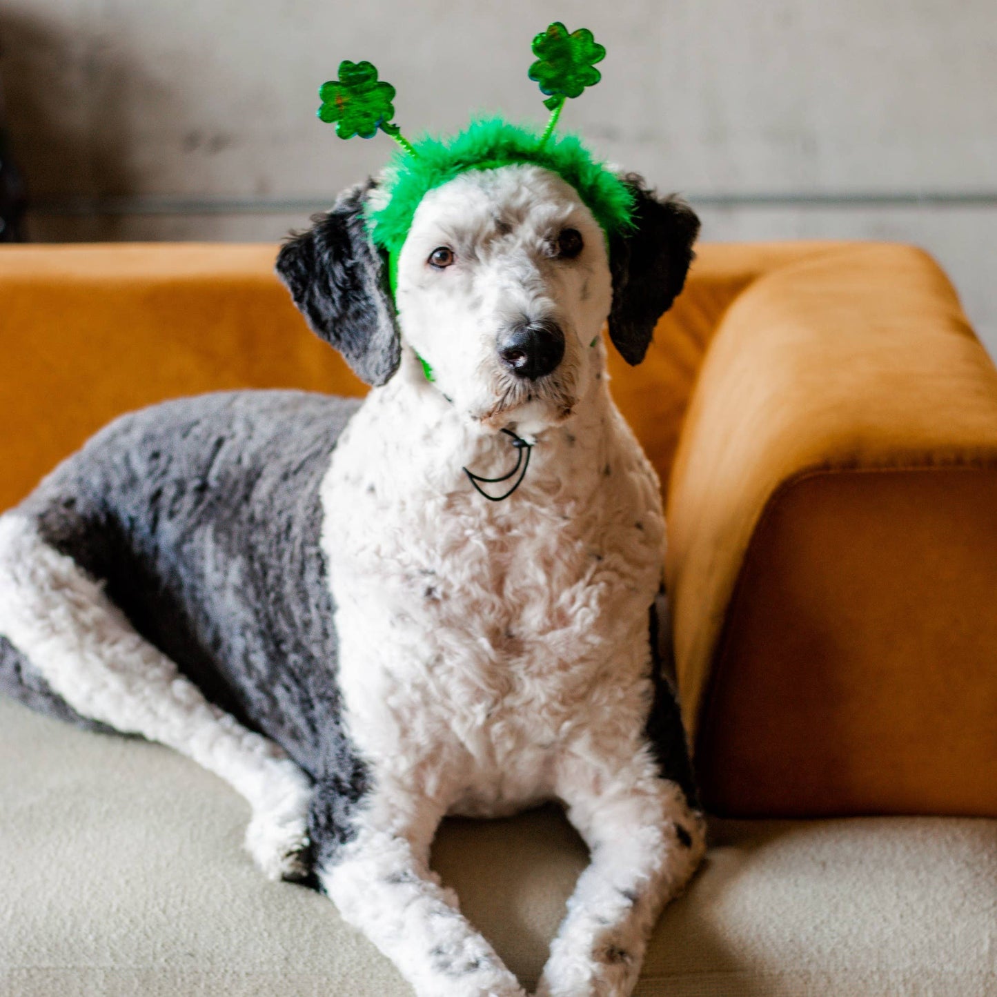 St. Patrick's Day Shamrock Dog Headband