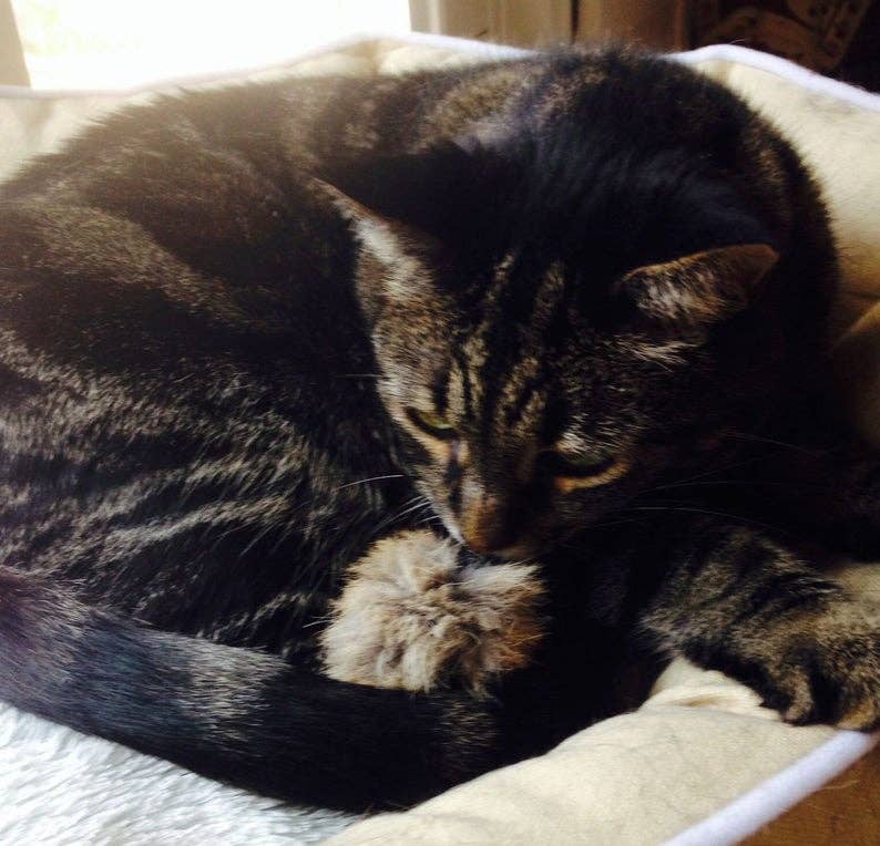 Rabbit Fur Ball Cat Toy ( named Max !)