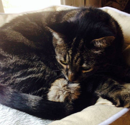 Rabbit Fur Ball Cat Toy ( named Max !)