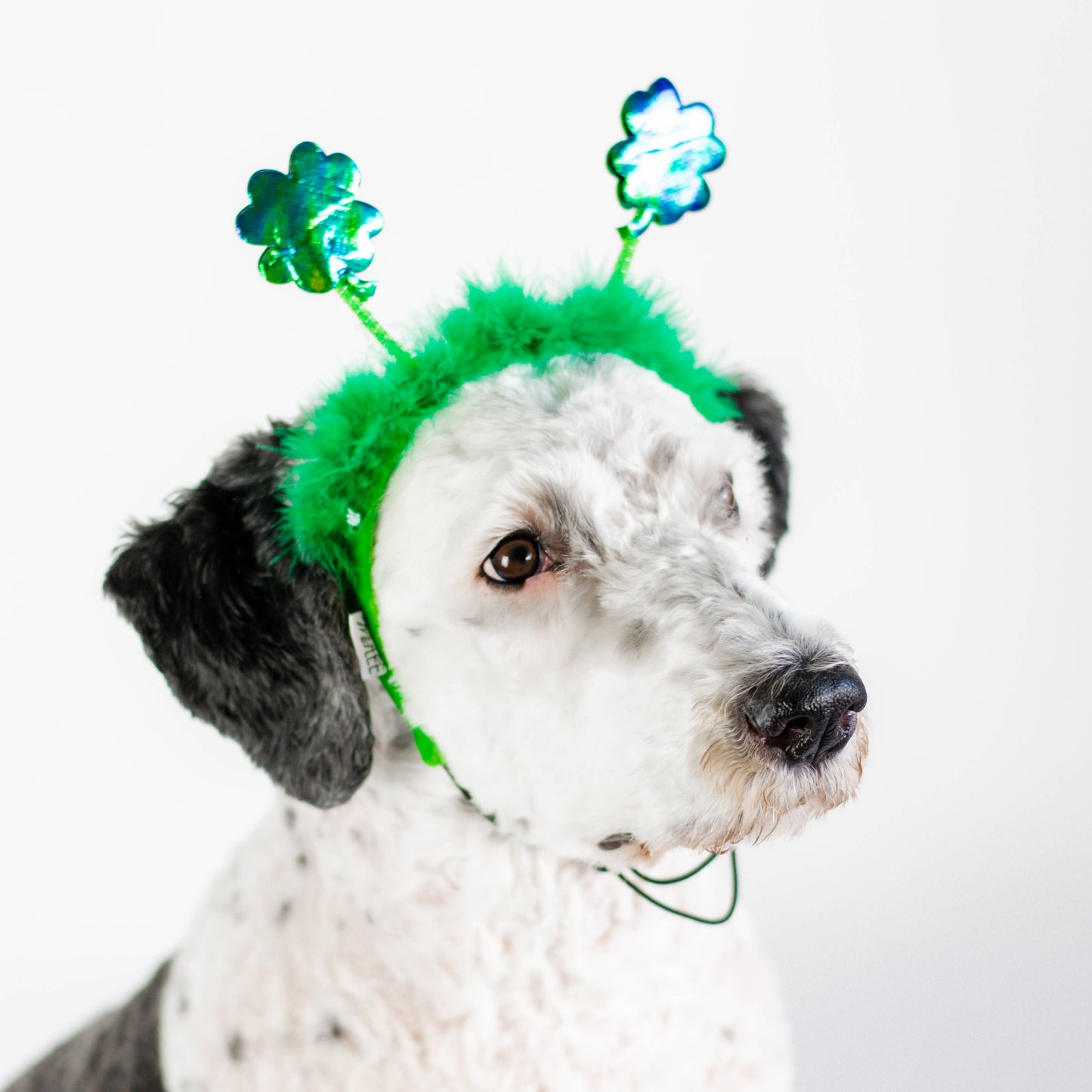 St. Patrick's Day Shamrock Dog Headband