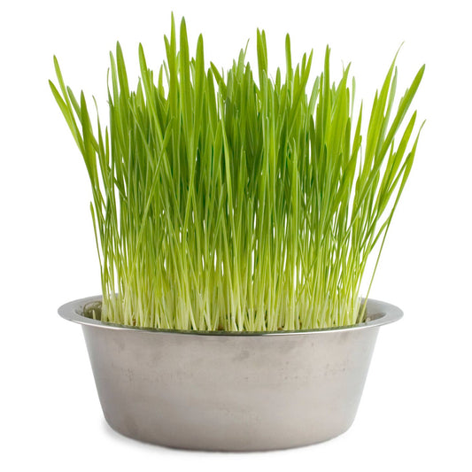 Grow your own Cat Grass in Pet Bowl!