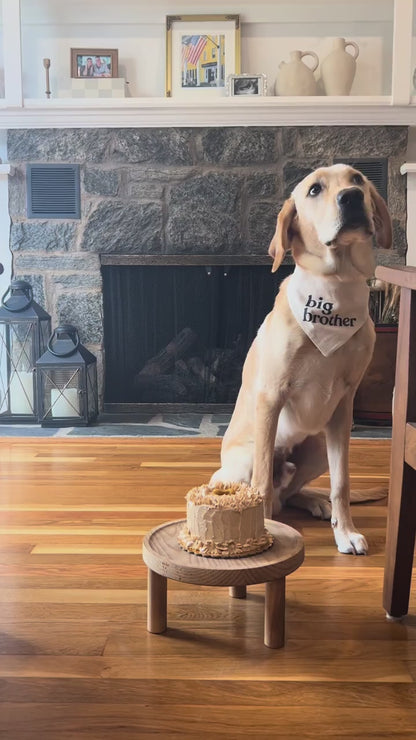 Gender Reveal Pup-Cake for Dogs – Celebrate Your Baby's Sex with Your Pup!